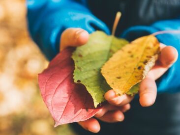 three green, yellow, and red leaves on person's hand